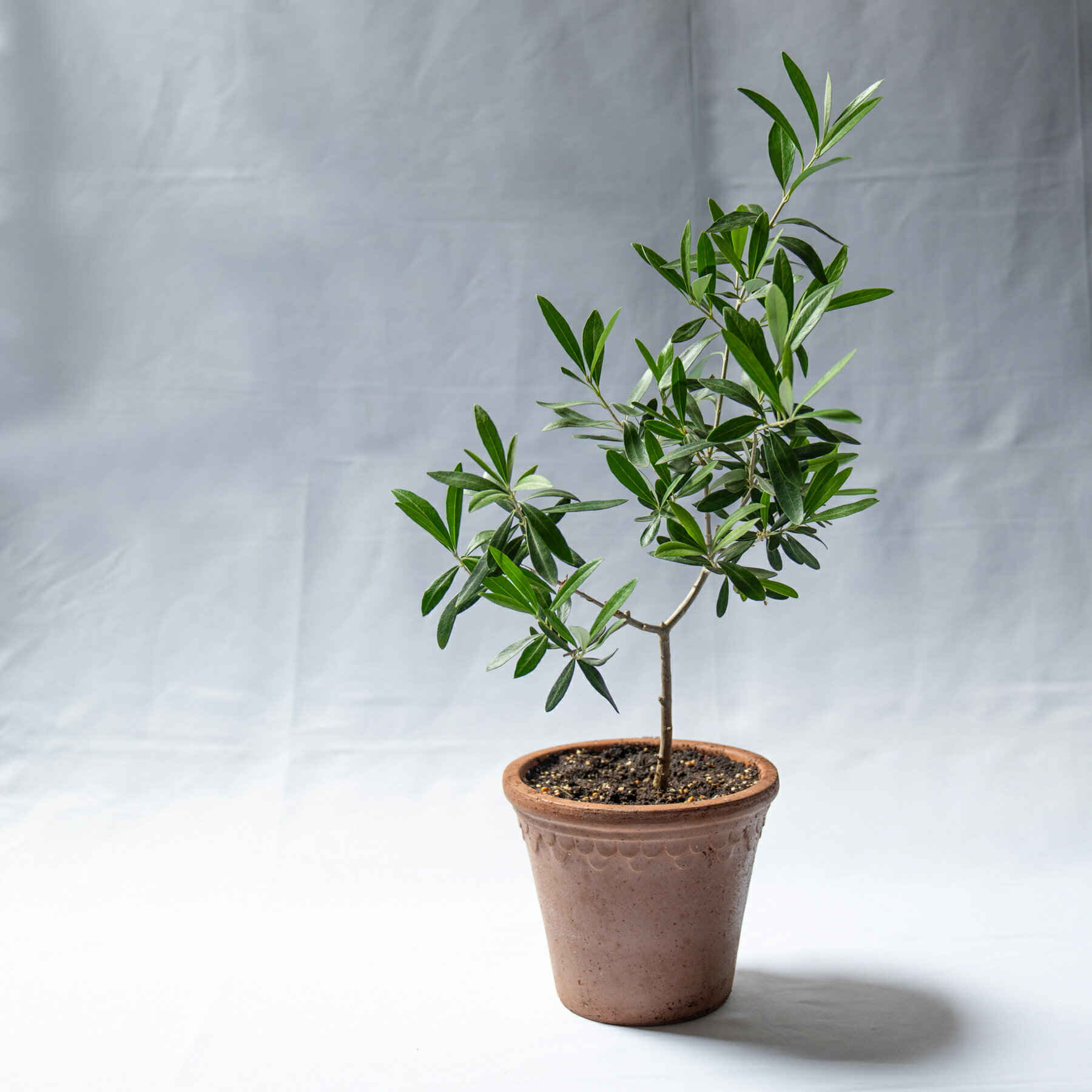 オリーブ観葉植物個性的おしゃれプレ...