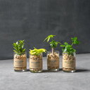 ハイドログリーン グラスシリンダー S-size 観葉植物 ハイドログリーン 水耕栽培 インテリア プレゼント ギフト 雑貨 初心者向け フィカス