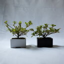 サツキのミニ盆栽 サツキ ミニ盆栽 盆栽 観葉植物 個性的 おしゃれ プレゼント ギフト インテリア 初心者向け 開店祝い 敬老の日 父の日 母の日 新築祝い ...