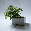 けやきのミニ盆栽 けやき 欅 ミニ盆栽 盆栽 観葉植物 個性的 おしゃれ プレゼント ギフト インテリア 初心者向け 開店祝い 敬老の日 父の日 母の日 新築祝...