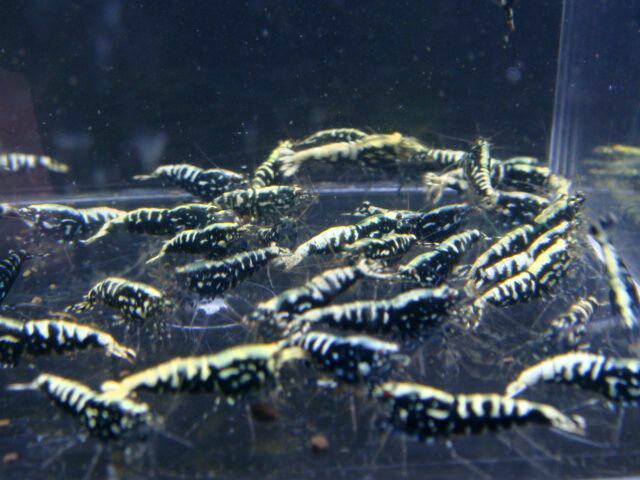 �֥�å��ե��å���ܡ��� AS�ߥå����� �������� ��20ɤ�ܦ�