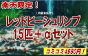 レッドビーシュリンプお任せ 15匹＋α楽天限定セット