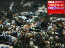 ブラックファンシータイガー 小さめミドル 【1.0~1.3cm】 20匹+α
