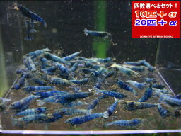 TURQUOISE　 MATERIAL BLUE 　サイズ小【0.5〜1.0cm】　20匹＋α