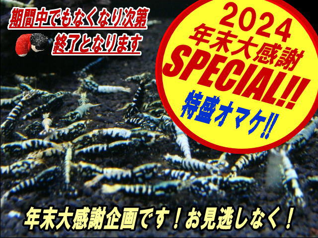 ブラックフィッシュボーン 　ASミックス 　10匹＋α