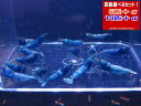 ターコイズ MATERIAL BLUE 全て♀確定 5匹+α