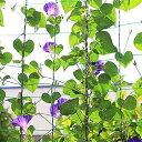 つる植物ネット つる栽培 園芸ネット 角目10cm 線径2MM 抗風化 耐荷重 防水HDPE 四角ロープ付き 取り付け簡単 農業 温室 庭 屋外 きゅうり/糸瓜...