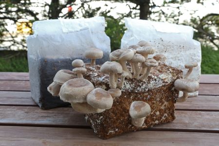 産地直送　飛騨高山きのこの里　しいたけ栽培ブロック（菌床）