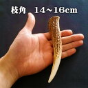 【鹿角】おまかせ 枝角 14cm～16cm 用途自由 ペットおもちゃ、アクセサリー色々。北海道エゾシカつの 1