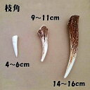 【鹿角】おまかせ 枝角 14cm～16cm 用途自由 ペットおもちゃ、アクセサリー色々。北海道エゾシカつの 2