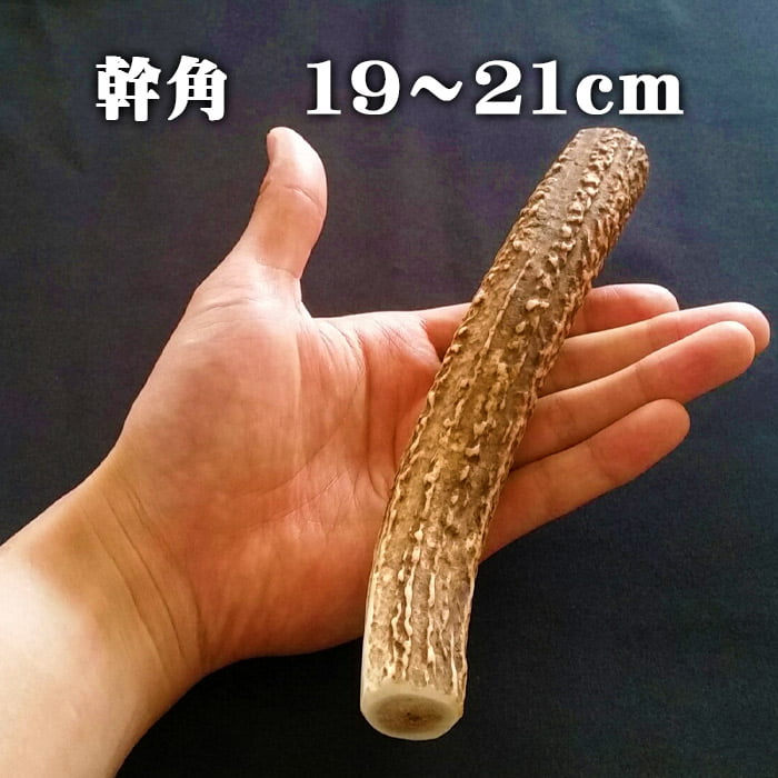 【鹿角】おまかせ 幹角 19cm～21cm 用途自由 ペットおもちゃ アクセサリー色々 北海道エゾシカつの