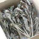 国産 ホワイトセージ (無農薬・自然栽培)30g 滋賀県産 LUCAS ルカス 浄化 スマッジング ヨガ 瞑想 クレンズ