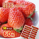 【期間限定】紅ほっぺ Mサイズ(60粒) ≪お届け期間:2025/1/7~2025/6/30≫