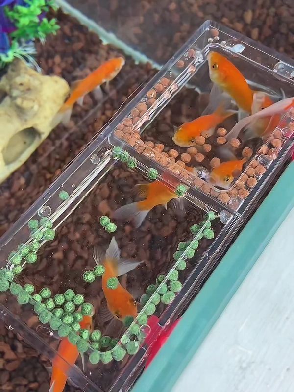 BACKYARD FAMILY 雑貨タウンの餌拡散防止フレーム 給餌器 アクアリウム 水槽用 フードフィーダー フィーダーカップ 魚用エサ皿 餌入れ 吸盤付き 枠 囲い サークル 広がり防止 散らばらない 透明 クリア｜アングル2
