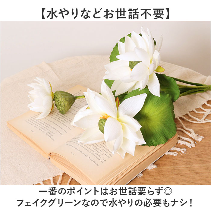 ϡ �� ¤�� ���� �����ƥ��ե������ե� �Ϥ��β� ϡ�β� �����ƥ��ե�����륰�꡼�� �����ȥե� �ե������ե� �ե��������꡼�� ����ƥꥢ ���տ�ʪ �֥å��� �͹����տ�ʪ FB-2630 ���������֥å��� �ݥԡ� YDM