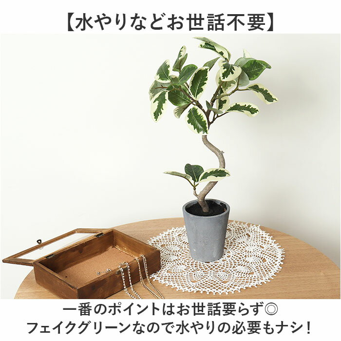 ���տ�ʪ �ե����� �緿 ���� ����ƥꥢ���꡼�� �����ƥ��ե�����륰�꡼�� �ե��������꡼�� �ե���������ƥ��� �͹����տ�ʪ �礭�� ȭ���� �ݥå� ��ӥ� ���ե��� �ǥ����ץ쥤 ������� GLA-1524 �ե���������ƥ��ޥݥå� �ݥԡ� YDM