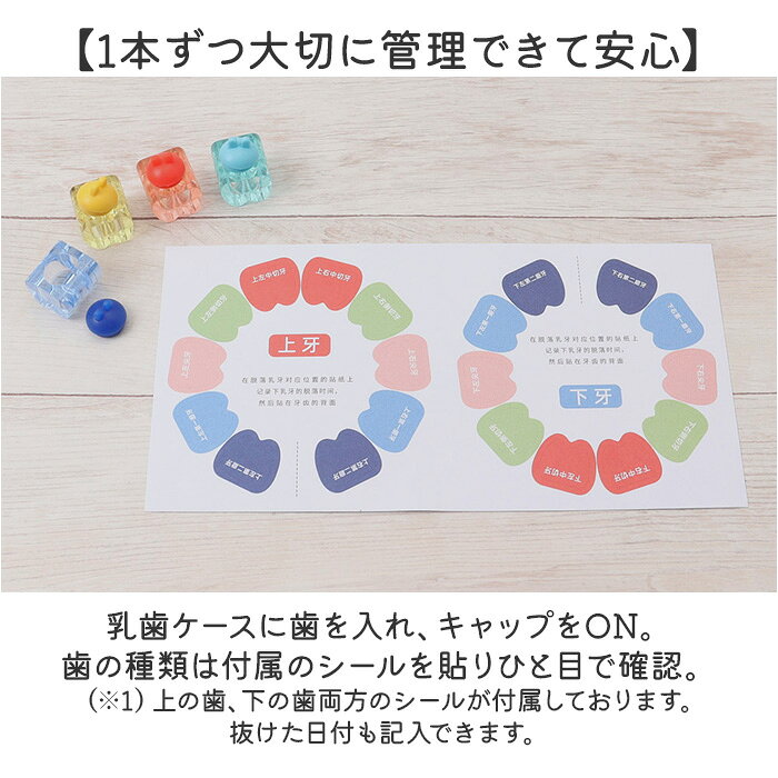 乳歯ケース プラスチック 定番 乳歯 保管ケース 乳歯入れケース 乳歯入れ 入れ物 ...