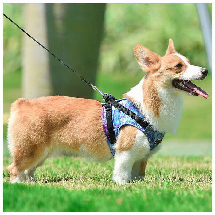 犬 リード ハーネス セット 定番 可愛い 小型犬 ハーネスリード 胴輪 犬用 中型犬 大型犬 ペット用品 いぬ おしゃれ 散歩 イヌ 丈夫 シンプル かわいい お散歩