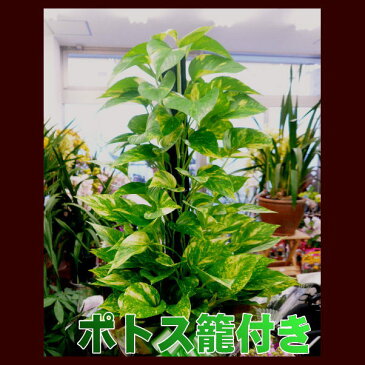 【インテリア】　【夏限定】　【御中元】【父の日】観葉植物”ポトス”(籐かご付）”　【送料無料】　新築祝にも最適！！【smtb-TD】【saitama】