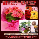 【春限定花鉢】【花鉢　バスケット】【成人式】【バレンタイン】リーガルベコニア籠付と新茶のケーキ【smtb-TD】【saitama】【楽ギフ_包装】【】御祝・記念日・結婚 プレゼント 発表会 新築祝い 結婚記念日 移転祝い 贈り物 退職祝い 出産祝い 　スイーツ