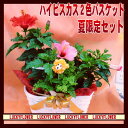 夏の花鉢バスケット!ハイビスカス赤&ピンク♪【夏限定】【父の日に贈る花鉢】【赤】【御中元】【smtb-TD】【saitama】