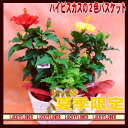 【御中元】夏の花鉢バスケット!ハイビスカス赤&黄色♪【夏限定】【父の日】【赤】【御中元】【smtb-TD】【saitama】
