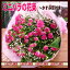 【ピンク】【バラ】【成人式】【バレンタイン】人気のピンクミニバラの花束!!【送料無料】入学・卒業のお祝いに!