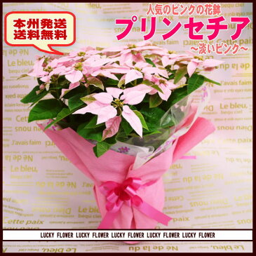 【冬限定】【夫婦】【お歳暮】【クリスマス】サントリー開発!ピンクのポインセチア!プリンセチア”淡いピンク【送料無料】【あす楽対応_関東】【smtb-TD】【saitama】【楽ギフ_包装】