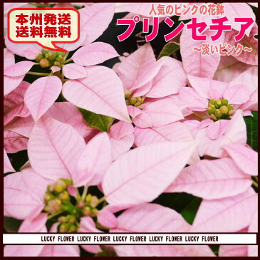 【冬限定】【夫婦】【お歳暮】【クリスマス】サントリー開発!ピンクのポインセチア!プリンセチア”淡いピンク【送料無料】【あす楽対応_関東】【smtb-TD】【saitama】【楽ギフ_包装】