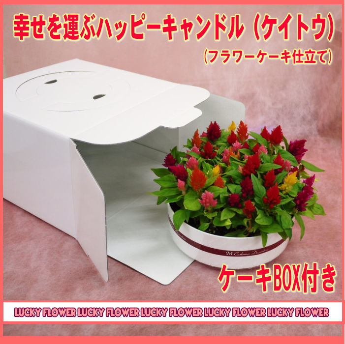 楽天市場 ハッピーキャンドル ケイトウ ケーキbox付き 限定 母の日の花鉢 送料無料 誕生日 お祝いに最適 夏gift Lucky Flower