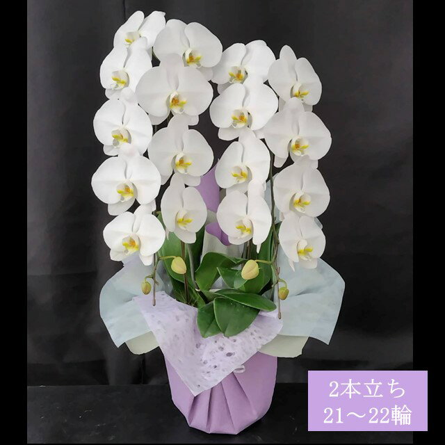 胡蝶蘭 大輪胡蝶蘭 お祝い プレゼント 花 贈り物 お誕生日 開店祝い 開業祝い 移転祝い 就任祝い 昇進祝い お供えお祝い 周年祝い 叙勲祝い 選挙 当選祝い 昇進祝い 栄転祝い お供え お歳暮 クリスマス お正月 生花 鉢花 贈り物 フラワーギフト プレゼント