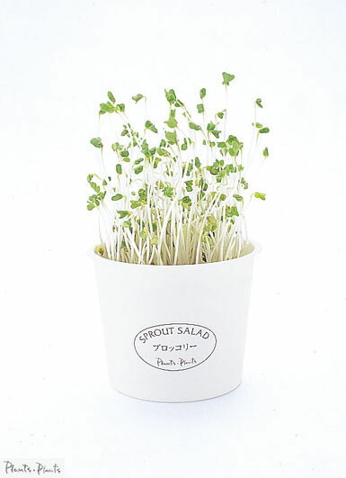 育てる楽しみ、収穫の楽しみ♪スローフード体験しませんか？【プランツ・プランツ】のスプラウ...