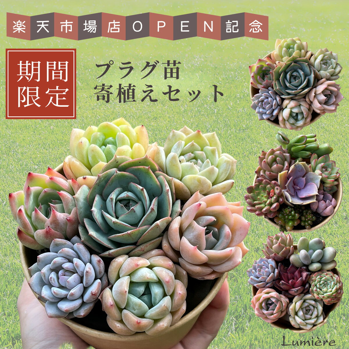 楽天市場】韓国（観葉植物｜花・観葉植物）：花・ガーデン・DIYの通販