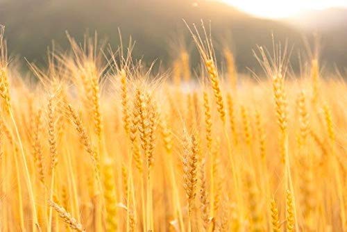 �ٻο��� �ΤΤम��(12g x52P)x2��