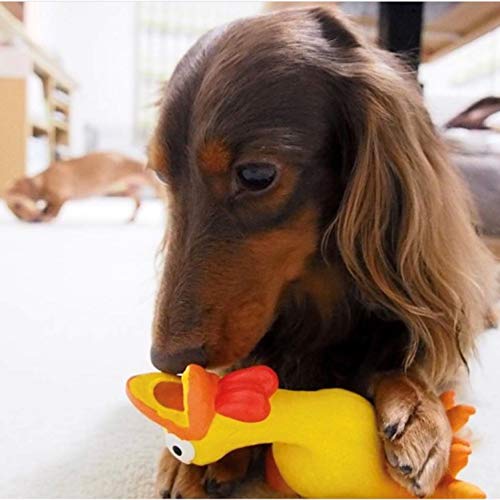 PLATZ PET SUPPLISES&FUN(�ץ�å�) ���Ѥ������ ������ �����꡼�ߥ󥰥����� ��������