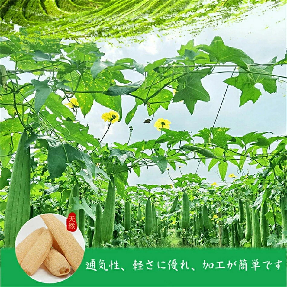 送料無料 お得な3本or6本セット 天然ヘチマ...の紹介画像3