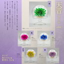 天音 あまね ボトルフラワー ドライフラワー プリザーブドフラワー 枯れないお花 プレゼント 贈り物