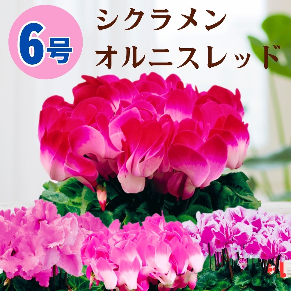 シクラメン オルニスレッド 6号鉢 送料無料 5号鉢 鉢植え 5号 6号 販売 ギフト 御歳暮 お歳暮 誕生日 クリスマス お花 生花 退職祝い 開店祝い 冬 記念日 結婚記念日 女性 冬ギフト お祝い プレゼント お供え お悔やみ 3号 4号