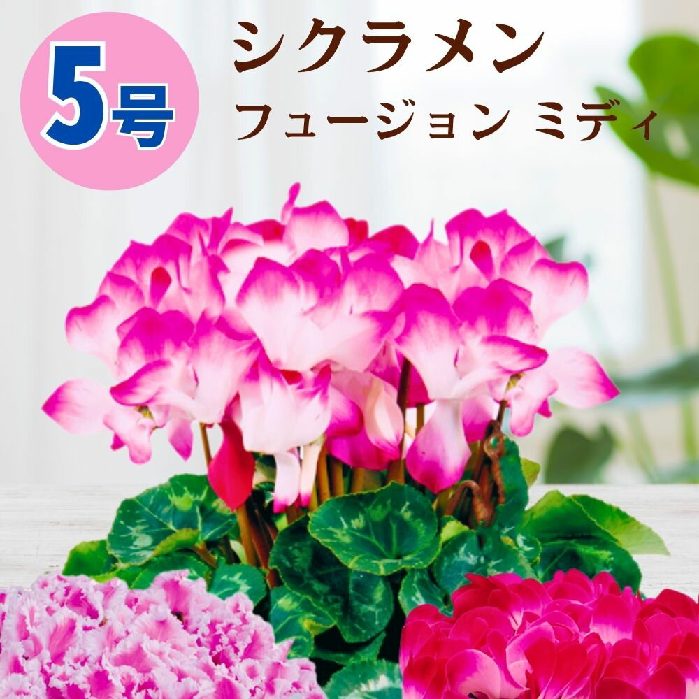 シクラメン フュージョンミディ 5号鉢 送料無料 6号鉢 鉢植え 5号 6号 販売 ギフト 御歳暮 お歳暮 誕生日 クリスマス お花 生花 退職祝い 開店祝い 冬 記念日 結婚記念日 女性 冬ギフト お祝い プレゼント お供え お悔やみ 3号 4号