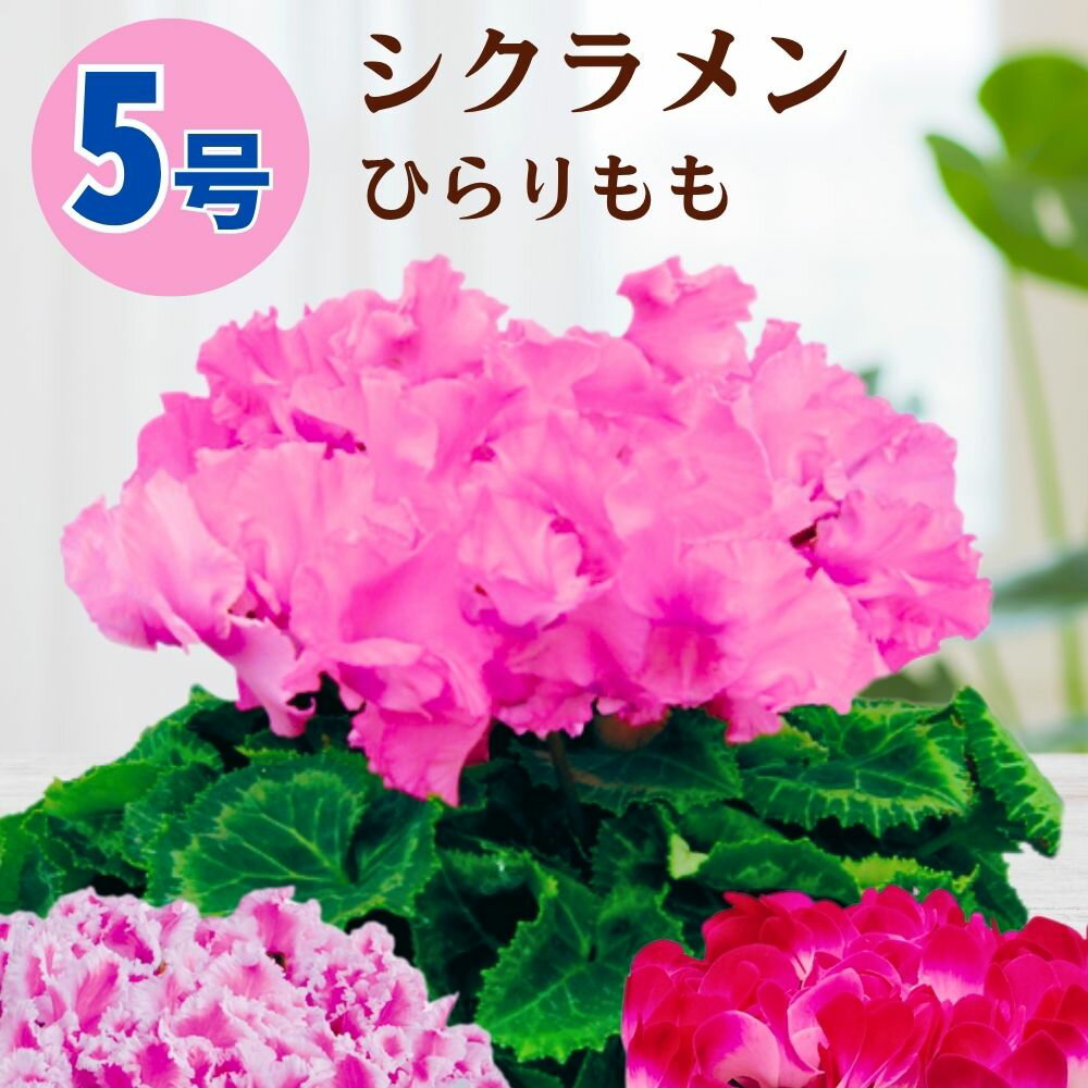シクラメン ひらりもも 5号鉢 送料無料 6号鉢 鉢植え 5号 6号 原種 ピンク 寄せ植え 鉢植え 鉢 紫 白 青ギフト 御歳暮 お歳暮 誕生日 クリスマス お花 生花 退職祝い 開店祝い 冬 記念日 結婚記念日 女性 冬ギフト お祝い プレゼント お供え お悔やみ 3号 4号