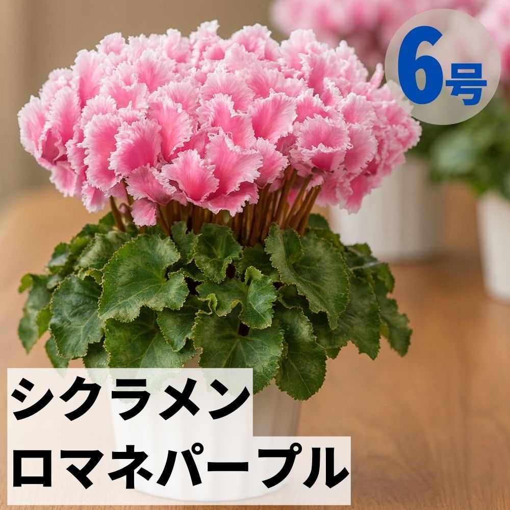 シクラメン オルニスパープル 6号鉢 送料無料 5号鉢 鉢植え 5号 6号 原種 ピンク 寄せ植え  ...