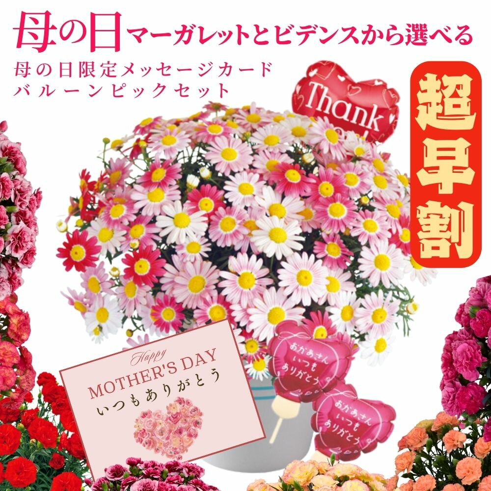 超早割！母の日マーガレットビデンス...