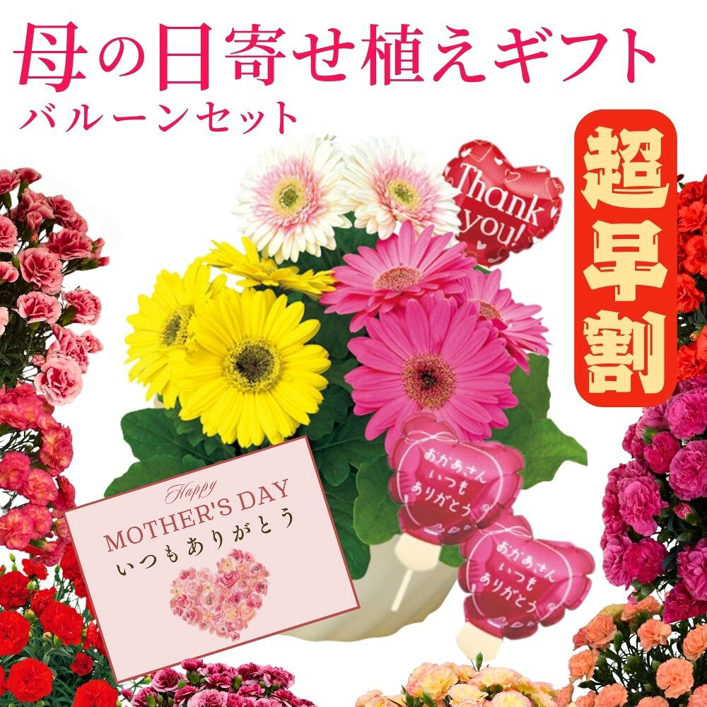 超早割！ 母の日 カーネーション ガーベラ 寄せ植え 選べる バルーン セット メッセージカード付き 5号サイズ プレゼント カーネーション 早割 花 生花 ギフト 鉢植え 希少 鉢植え カラフル 人気 おしゃれ かわいい 送料無料 鉢植え 応援 ソープフラワー 花束 ギフトセット