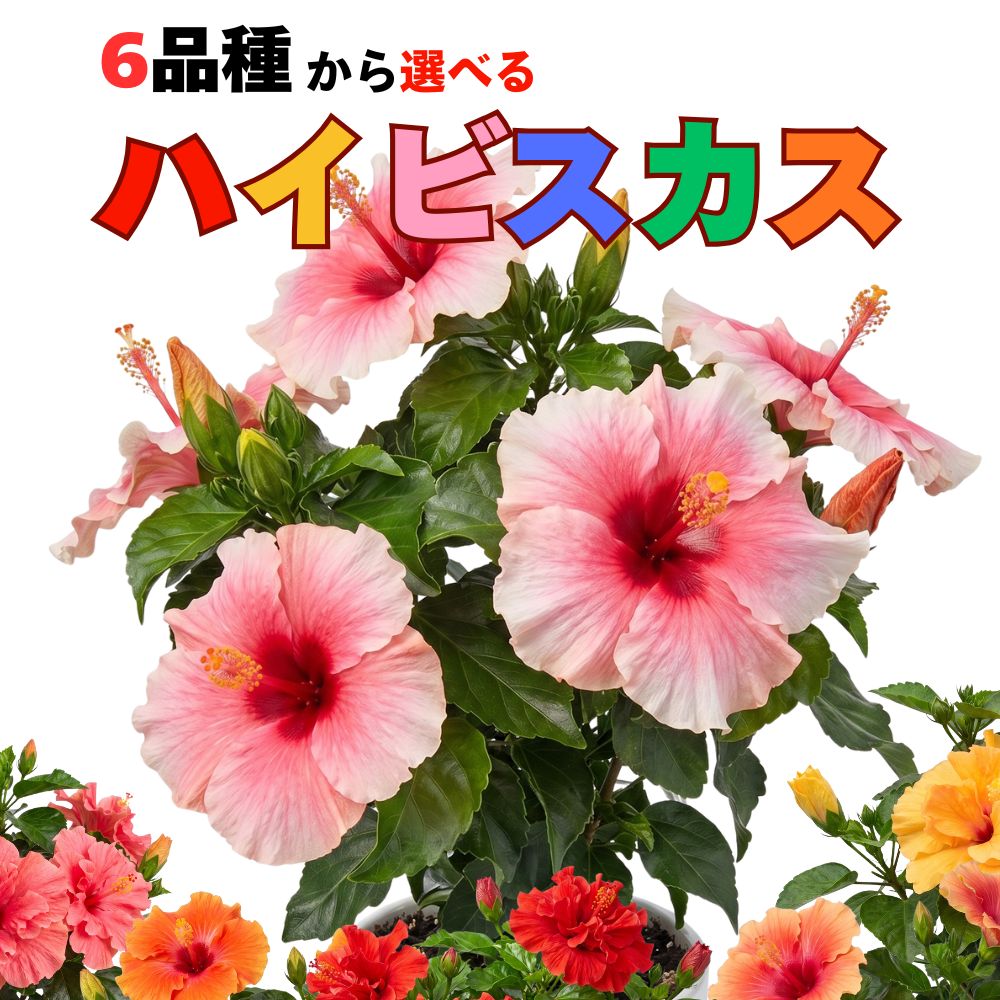 ハイビスカス 鉢植え 5号 ロングライフ 八重咲き 大輪 鉢花 トロピカル 南国 熱帯植物 観葉植物 ...