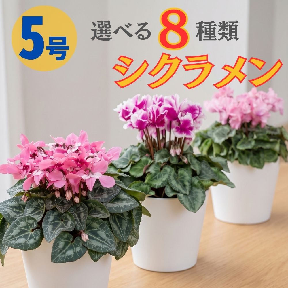 選べるシクラメン 8種類 5号鉢 送料無料 6号鉢 鉢植え 5号 6号 原種 ピンク 寄せ植え 鉢植 ...