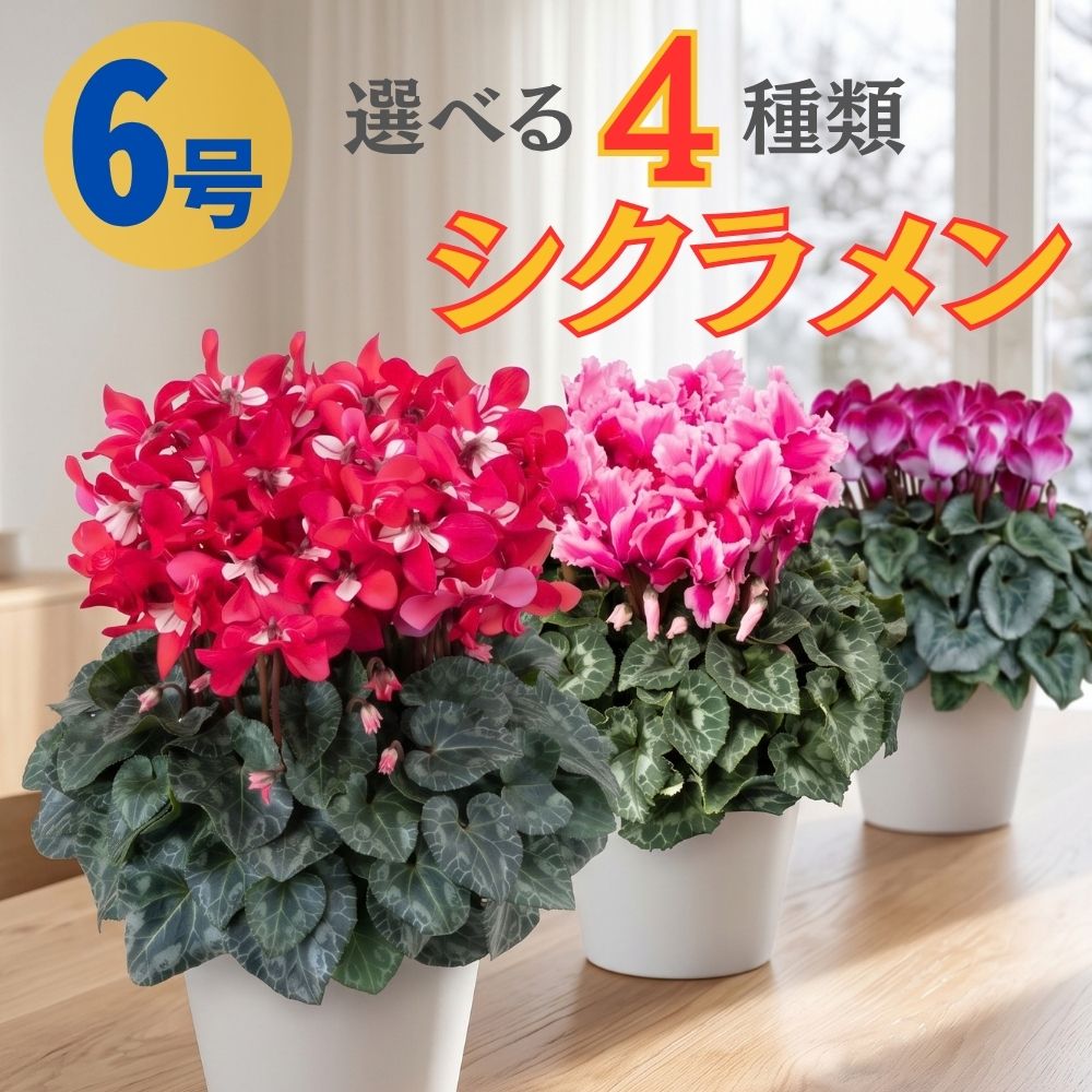 選べるシクラメン 8種類 6号鉢 送料無料 6号鉢 鉢植え 5号 6号 原種 ピンク 寄せ植え 鉢植 ...