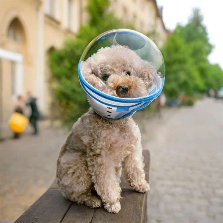 視界良好 犬 猫 エリザベスカラー 【ヘッドまでカバー】 軽量 クリア 爪切り 透明 ...