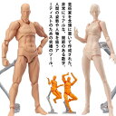 模型Human Model 男性骨盤模型 1.2kg QS16 ソムソ