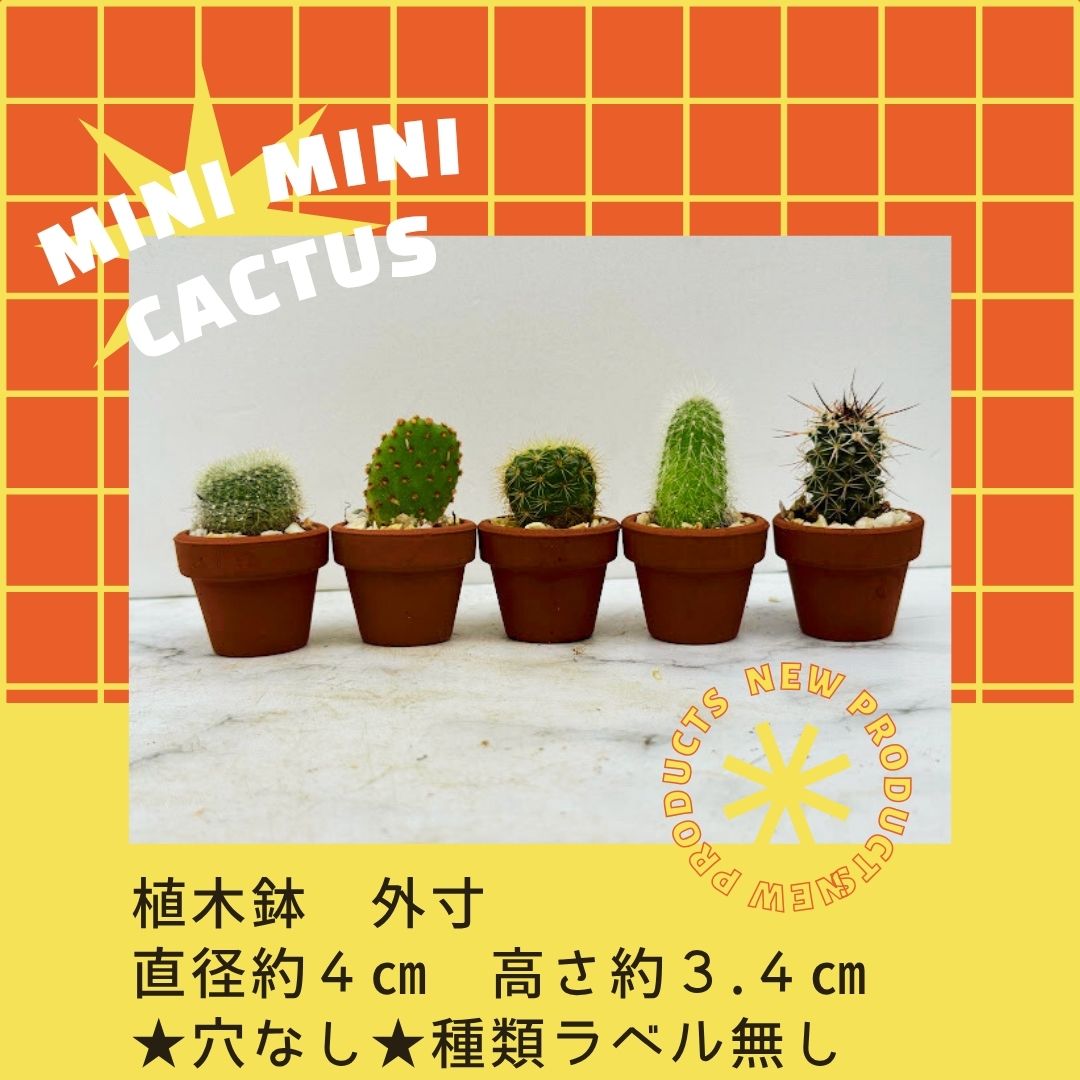 サボテン ◇ おまかせ ◇ 5種セット ◇ 素焼き鉢 ◇ インテリア ◇ ミニミニサボテン ◇ 種類ラベル無し ◇ 穴なし