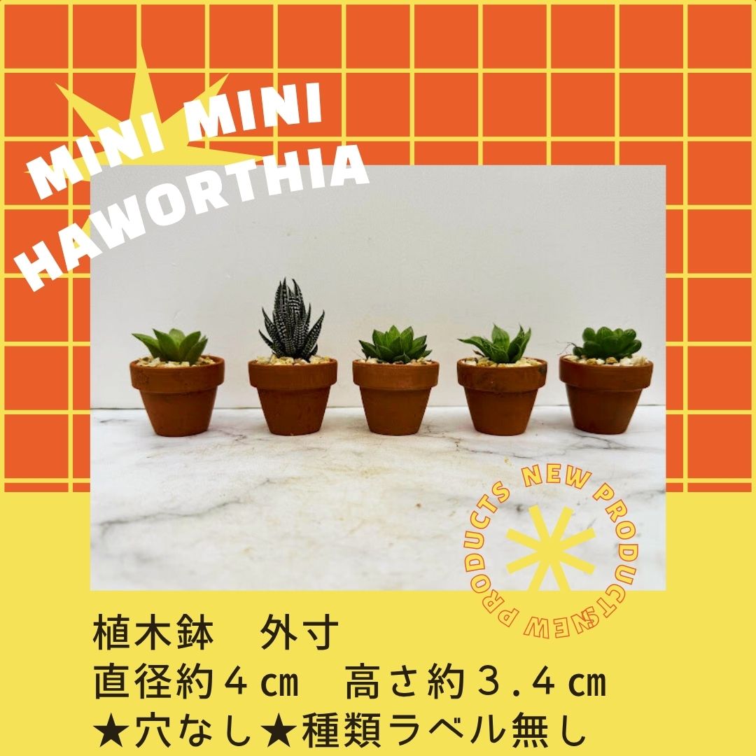 ハオルチア ◇ おまかせ ◇ 5種セット ◇ 素焼き鉢 ◇ インテリア ◇ ミニミニハオルチア ◇ 種類ラベル無し ◇ 穴なし